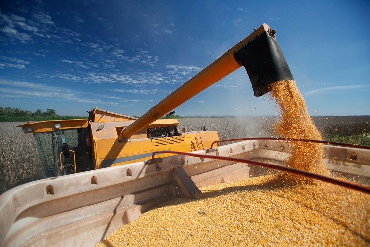 Corn is the most valuable crop in the U.S., which is the biggest grower and exporter of the grain in the world. Prices reached a record $8.49 per bushel in 2012. This year, farmers may receive $3.55 a bushel. Shutterstock image