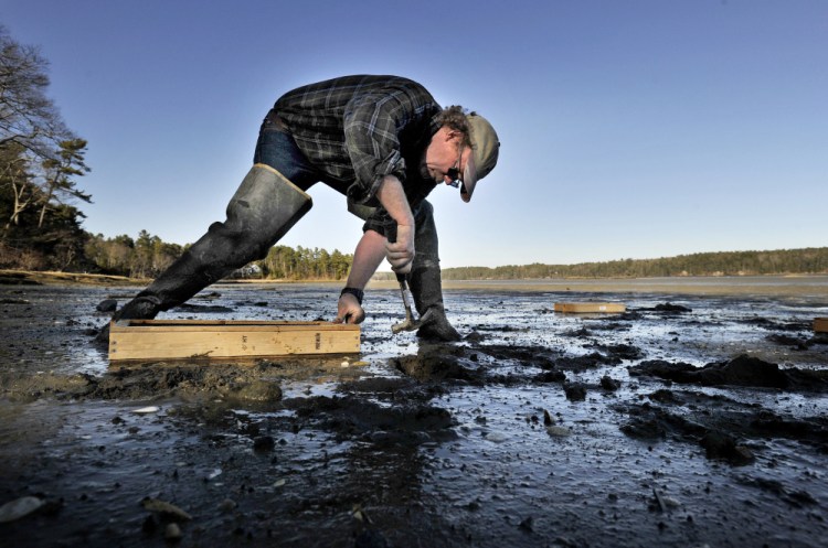 Brian Beal, a shellfish biology expert at the University of Maine at Machias, places "Beal boxes" in the mud flats of Freeport late last month in an ongoing study of predation on young clams. Beal believes the way forward for the fishery is for humans to actively protect the resource.