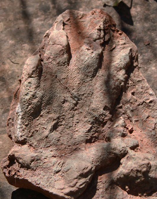 This 230 million-year-old footprint is believed to be from a reptile-like creature called an Isochirotherium.