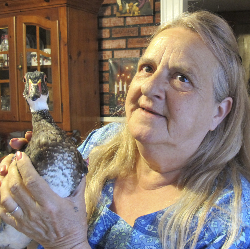 Kimberlee Stevens holds Peep, age 3, a wood duck that was just a chick when her dog brought it home.