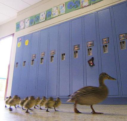 Vanessa the duck leads her offspring through the halls of the Village Elementary school in Hartland, Mich. It is the 13th year Vanessa has trekked through the halls.
