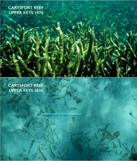 This two-picture combo provided by the University of Miami, top, and Chris Langdon, shows the Carysfort Reef in Florida in 1976 and 2016. Increasingly acidic seawater from global warming is now dissolving a tiny part of the limestone framework for delicate coral reef in the upper Florida Keys.