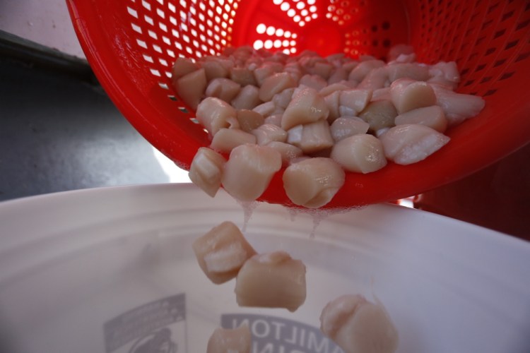 The 2016 scallop season in Maine, which ended last month, is expected to have been a good one.