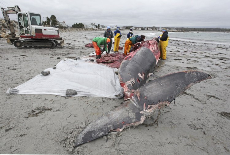 Volunteers and researchers from the New England Aquarium perform a necropsy to determine the cause of death of a minke whale that washed up on a Biddeford beach off Granite Street.