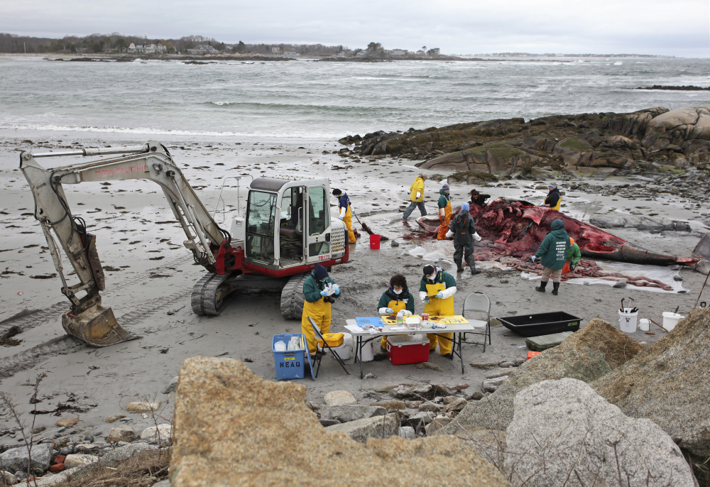 The air was filled with a pungent odor around the carcass of a minke whale, and volunteers wore masks, gloves and oilskins as they cut away portions of the animal for study Thursday.