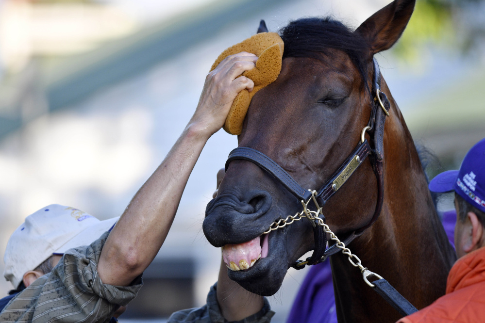 Nyquist will be running for the roses Saturday in the Kentucky Derby, but truthfully, another sponge to the forehead would feel just fine for the 3-1 favorite who has yet to be beaten.