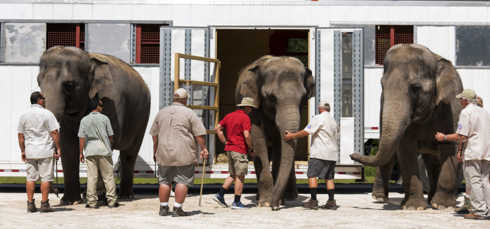 Elephants arrive May 6, 2016, at their new home in rural Polk City, Fla. They have been the symbol of the circus since P.T. Barnum brought Jumbo to America in 1882.