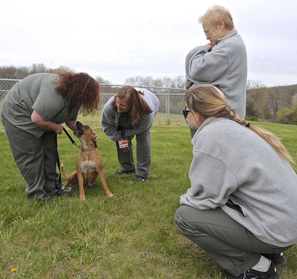 Kerry Seaman, left, Joan Baranek, Janis Woods and Margaret Karas welcome a shelter dog, Omma, to the Federal Correctional Institute, in Danbury, Conn.