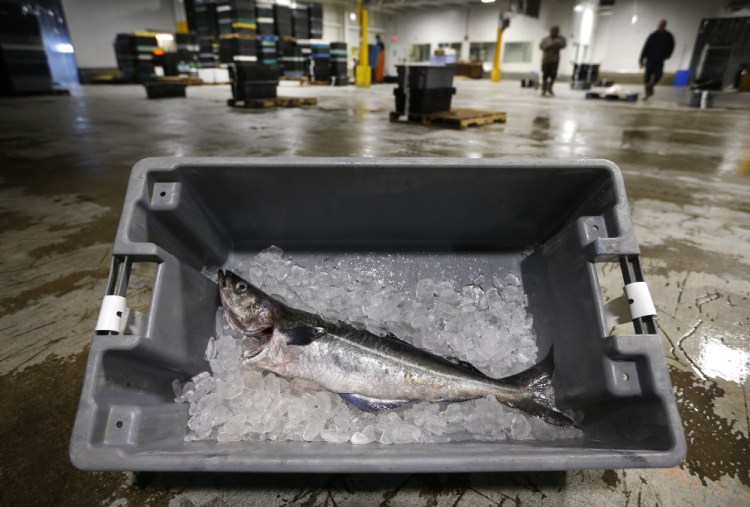 The Associated Press
An Atlantic pollock sits on ice at the Portland Fish Exchange. East Coast fishermen, processors and dealers want to rebrand the Atlantic pollock to distinguish it from Alaska pollock, a fish known for its use in fishsticks and catfood. One proposed name is the "Boston blue."