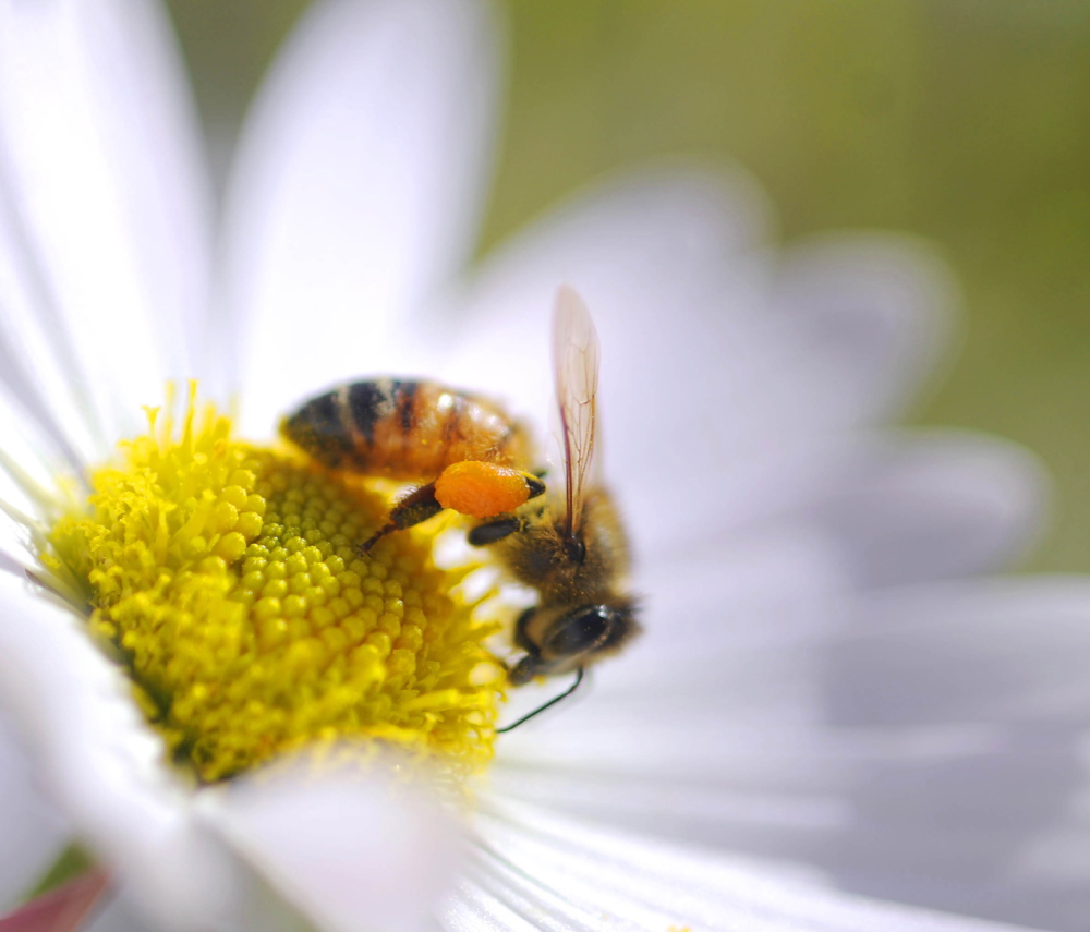 A bee collects pollen in a pair of baskets on its hind legs. A University of New Hampshire study has found that state has a rich diversity of bee species.
