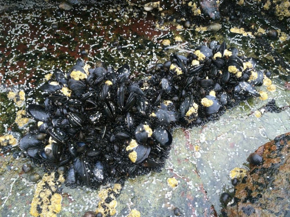 Mussels gather in a patch at Tidal Falls Preserve in Hancock. University of Maine scientists say mussels have a strong sense of odor and use it to protect themselves.