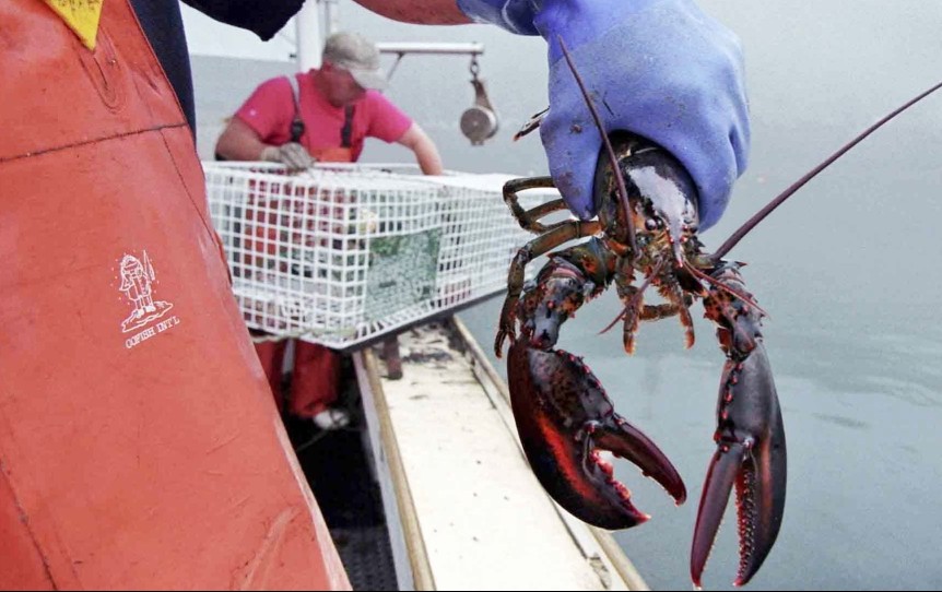 Warming waters have been driving the lobster population father north, and "unless something changes in terms of ocean temperature trends, the Gulf of Maine will not likely remain a great place for high lobster abundance," says University of Maine researcher Robert Steneck.
