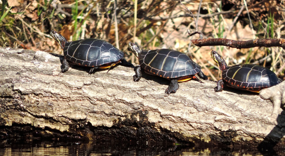 Painted turtles are in abundance during a canoe run at True's Pond in Montville, enjoying the sun on every available perch, including floating logs.