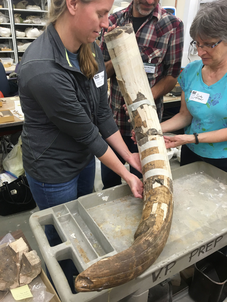 Jessi Halligan, left, and other researchers hold a mastodon tusk bearing deep grooves researchers say were likely made by humans. Halligan said now "we have to revisit our theory for how the Americas were colonized."