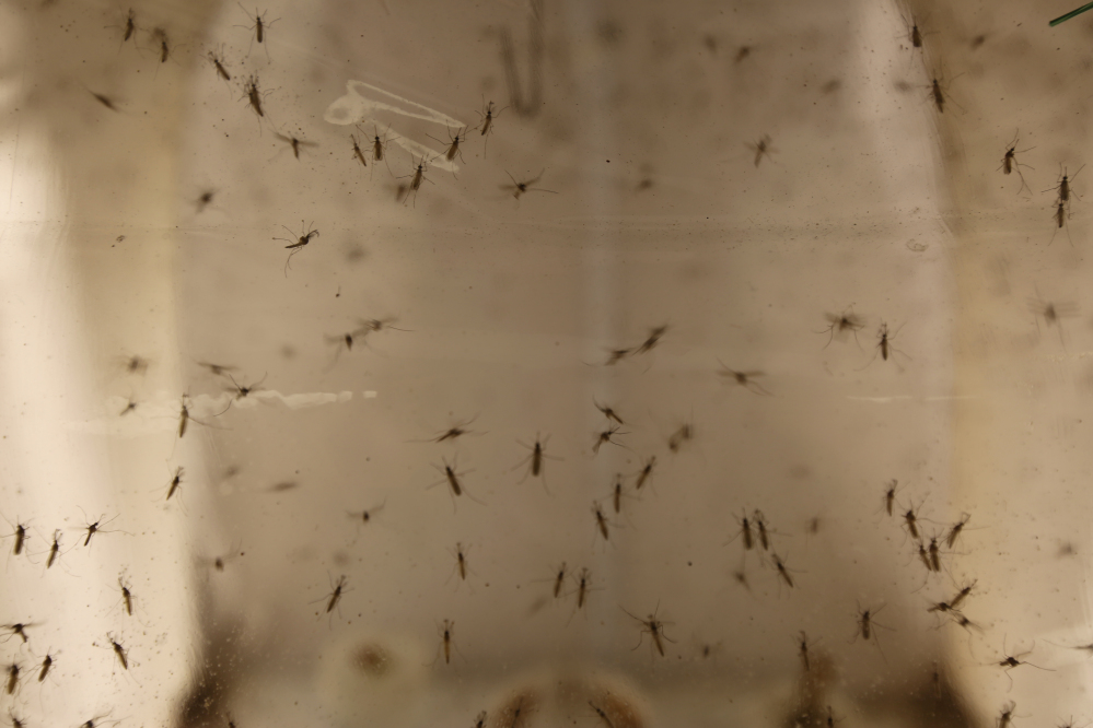 Aedes Albopictus mosquitoes fly around in a secured U.S Department of Agriculture lab in Manhattan, Kansas. The mosquitoes are part of the USDA's high school pilot program which relies on students to set mosquito traps that will help improve official mosquito maps.