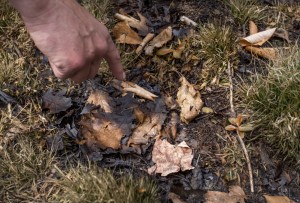 Maine Forest Ranger Mark Rousseau, 50, compares what fuels were burned and what areas were protected from flames to determine the direction of a fire while investigating a recent wildfire in New Vineyard.