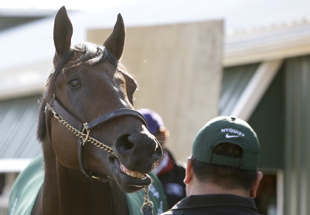 Kentucky Derby winner Nyquist, seen outside a barn at Baltimore's Pimlico Race Course on Friday, is looking for a win in the second leg of the Triple Crown on Saturday.