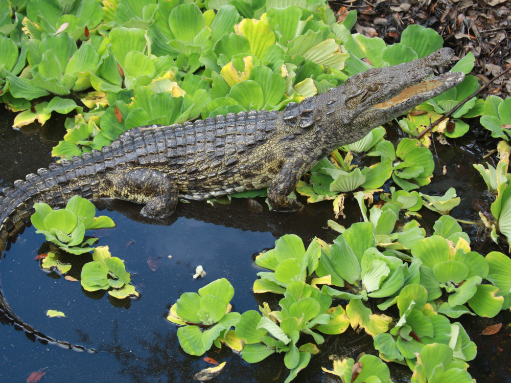 The Nile crocodile is one of many invasive species that threaten native wildlife in Florida. "But this time it isn't just a tiny house gecko from Africa," one researcher says.
