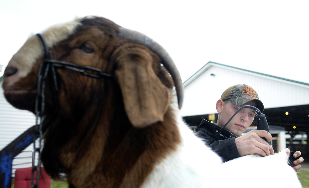 Shawn Mills of Augusta grooms a Boer goat before exhibiting it at the New England Livestock Expo in Windsor on Sunday.