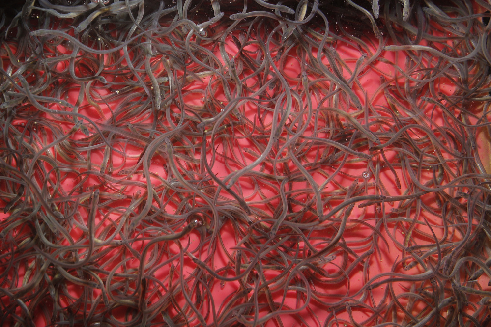 Maine elvers are typically flown to Asia, where dealers sell them to fish farms in multiple countries. When harvested at about a year old, they’re worth between $8 and $12 a pound. Gregory Rec/Staff Photographer