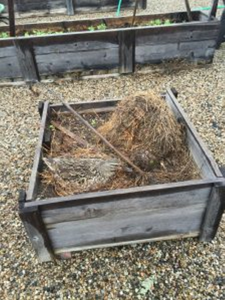 A mallard duck laid her eggs in a raised rooftop garden planter at a renovated mill in Biddeford.