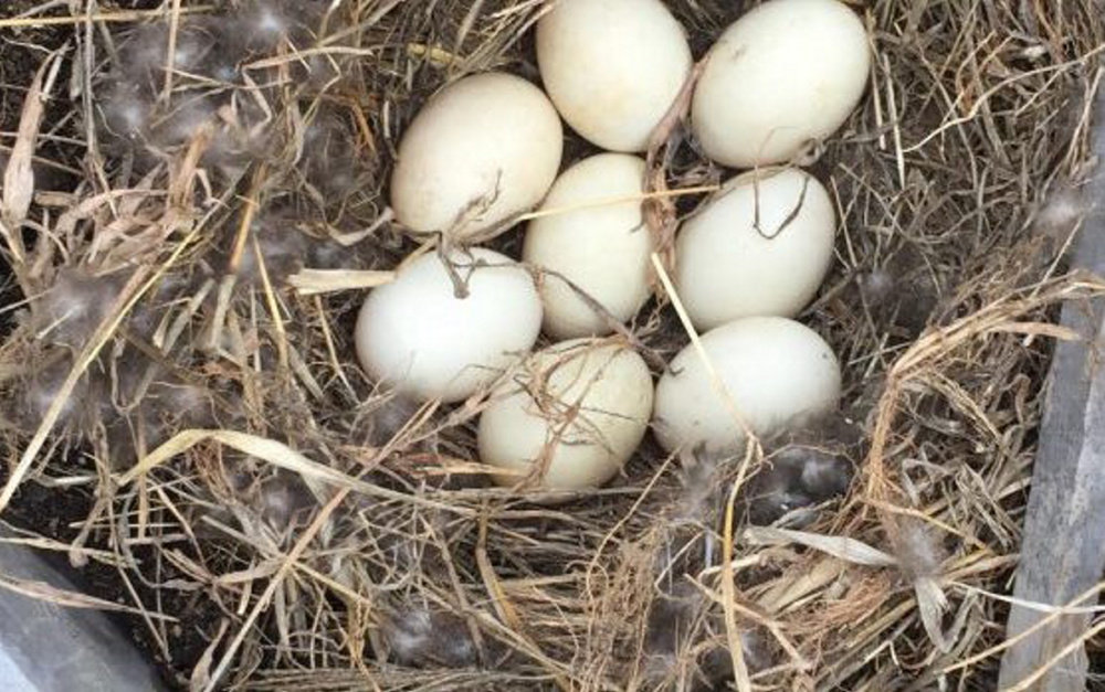 Eight of the 10 duck eggs are grouped in a nest atop the Pepperell Mill Campus in Biddeford.