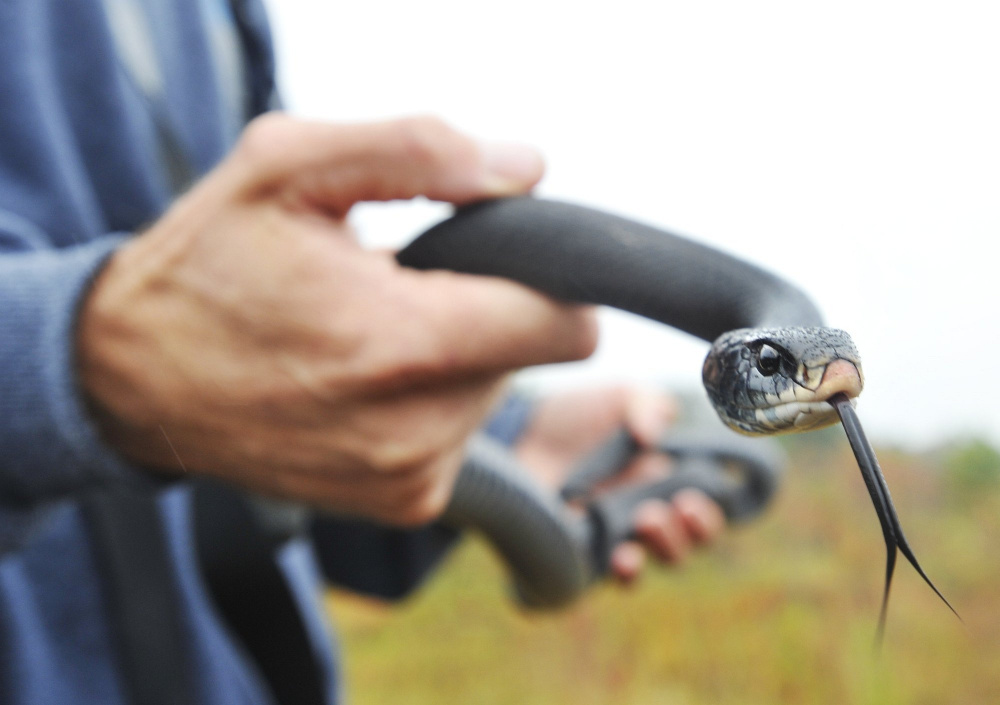 Black racer snakes are a specied threatened by road mortality.