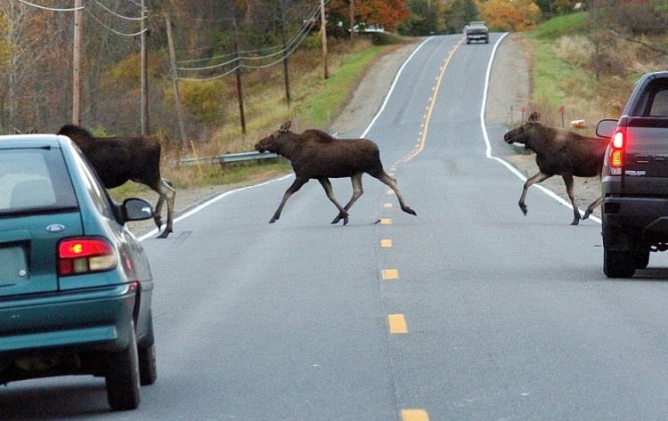 In the years of the Maine Audubon road watch study, 2010-2014, there were six human fatalities in crashes involving moose, according to the Maine Department of Transportation.
