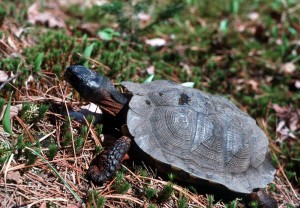 A wood turtle