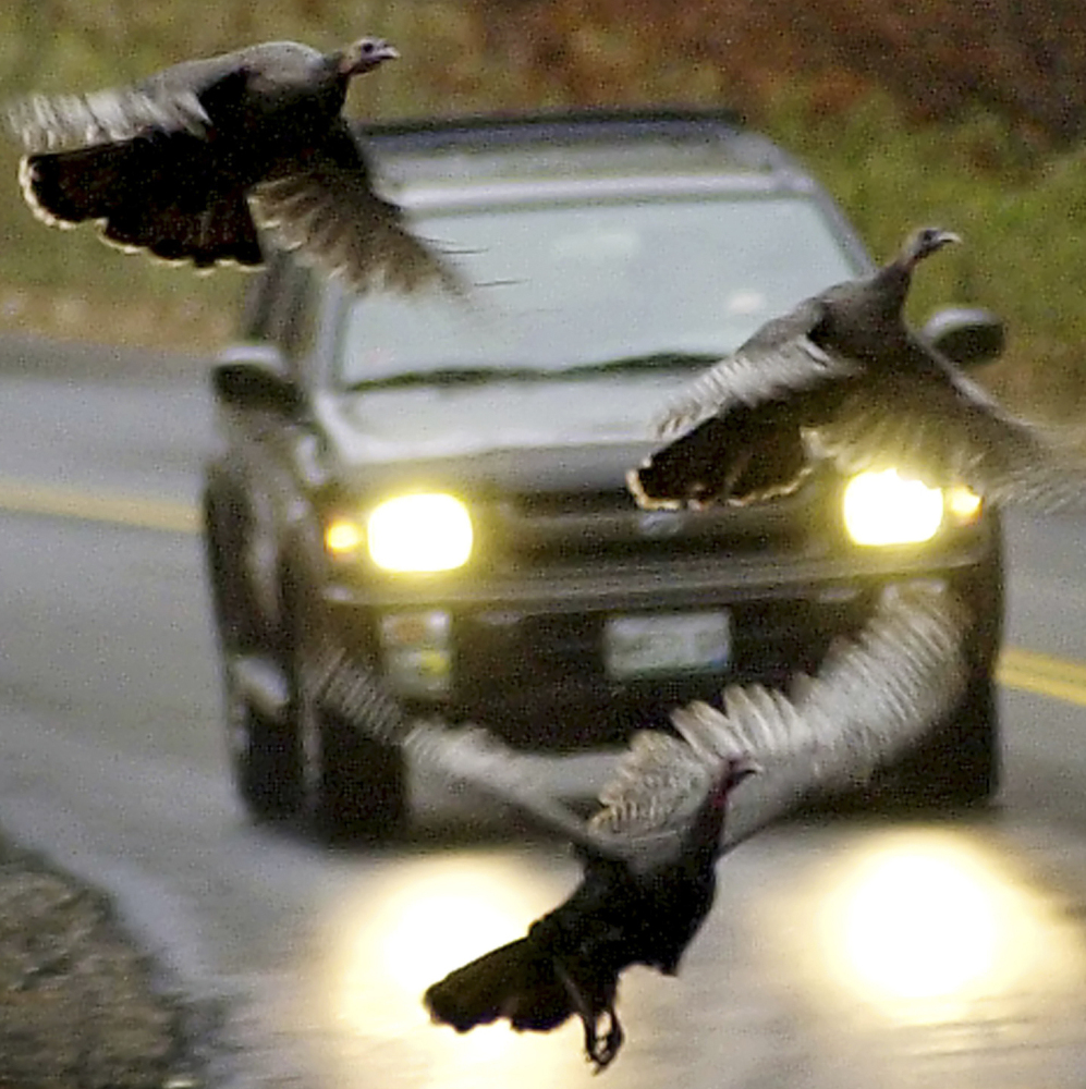Wild turkeys fly in front of a moving car along a road. 