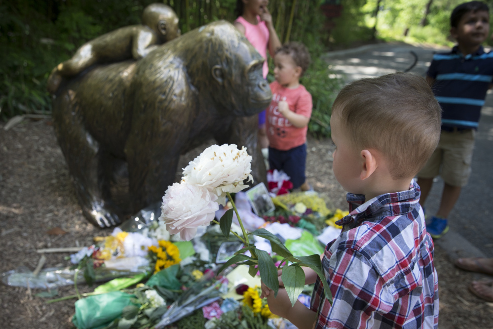 A boy brings flowers to put beside a statue of a gorilla outside the shuttered Gorilla World exhibit at the Cincinnati Zoo & Botanical Garden.