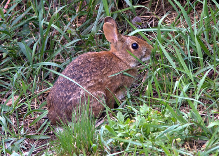 New England cottontail rabbit

