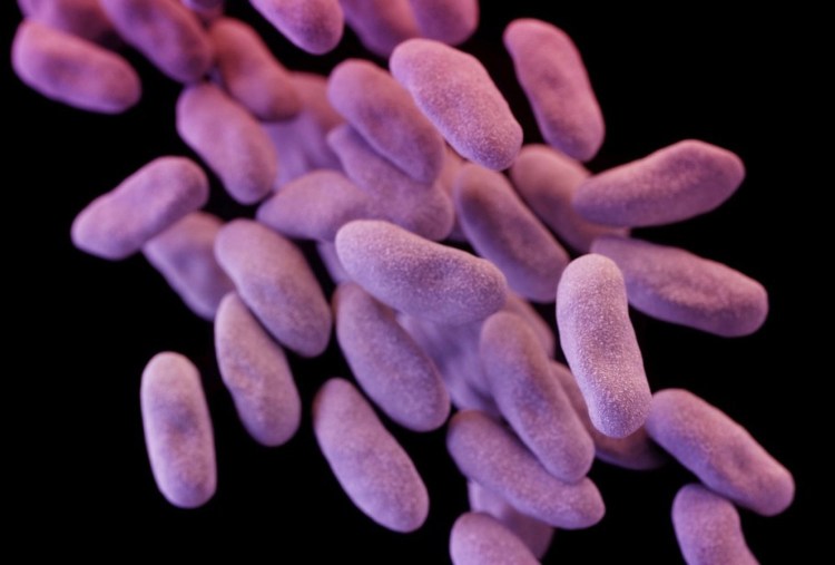 CRE, a family of bacteria pictured, has been called "nightmare bacteria" because, in some instances, the superbugs kill up to half the patients infected.