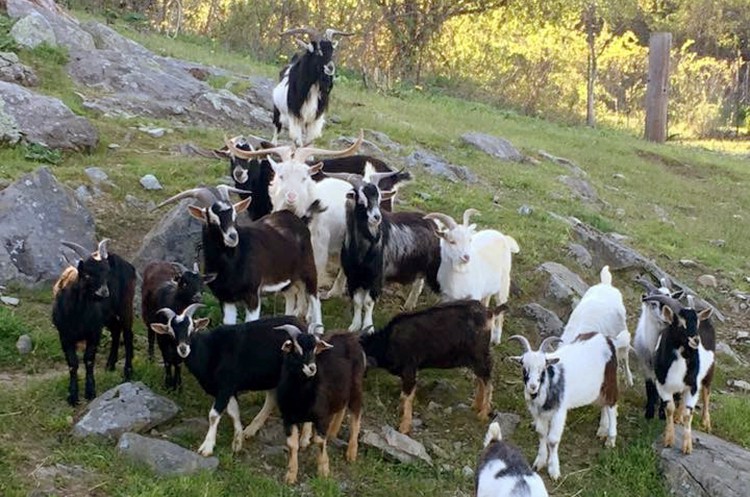 The MSPCA-Nevins Farm in Methuen, Mass., has taken in nearly 50 goats voluntarily turned over by an owner in Montague, Mass., who couldn't handle the growing herd. The rescue farm is overloaded.