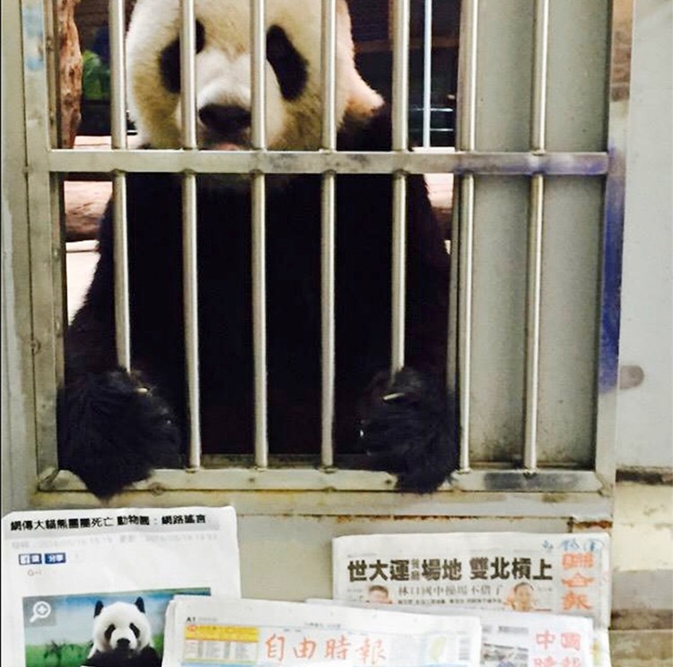 Tuan Tuan is seen sitting upright his cage behind recent local newspaper front pages at the Taipei Zoo, in Taipei, Taiwan.