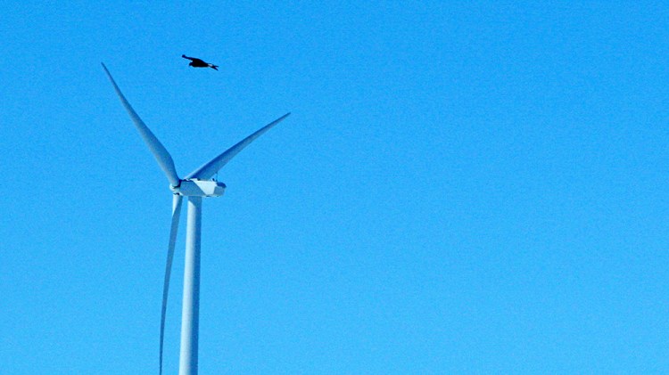 A golden eagle flies near  a wind turbine in Converse County, Wyo., in this 2013 photo. Golden and bald eagles are not endangered species but are protected under the Bald and Golden Eagle Protection Act and the Migratory Bird Treaty Act. The Associated Press