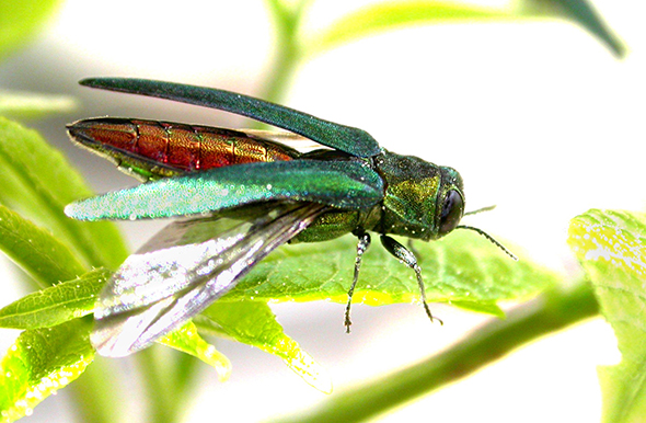 The emerald ash borer has been found in Maine, as long expected.