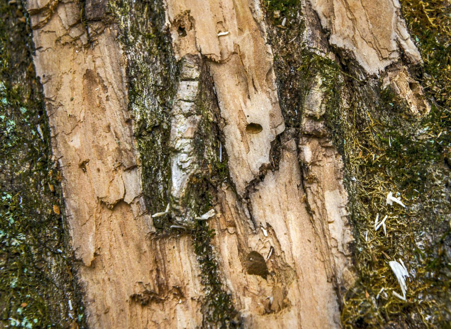 Officials in Maryland battle an attack of emerald ash borer beetles that are decimating trees. Pictured, detail of a ruined tree showing the hole used by the beetle to leave the tree. Washington Post photo by Bill O'Leary.