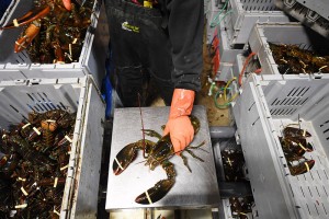 A man sorts lobsters before shipping at Ready Seafood's Portland facility on April 28, 2016. Photo by Matt McClain/The Washington Post