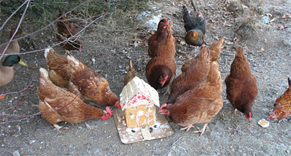 Wendy Almeida's chickens get a treat every year on Christmas. Wendy Almeida photo