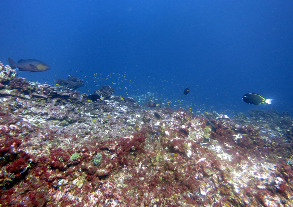 A NOAA photo shows bleaching and some dead coral around Jarvis Island, part of the U.S. Pacific Remote Marine National Monument.