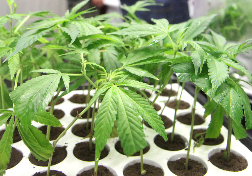 New England Alternative Care exhibits marijuana plants at the Home Grown Maine medical marijuana trade show at the Augusta Civic Center on Sunday. Organizers expected 3,000 to 4,000 people to attend the two-day event.