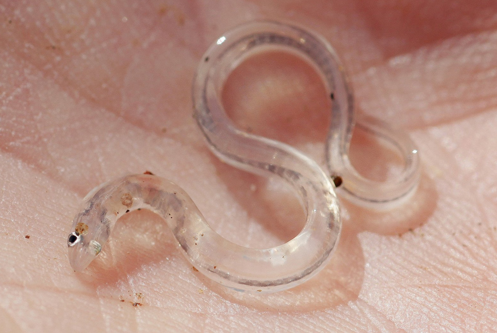 Baby eels are used widely in the sushi industry.