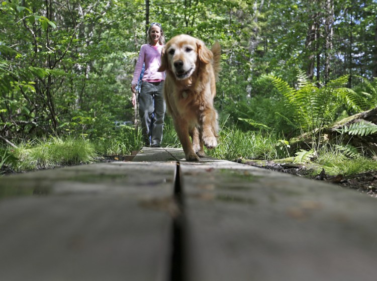 Scout, a 7-year-old golden retriever, walks in Falmouth Nature Preserve under voice control from owner Kathleen Keegan of Freeport.