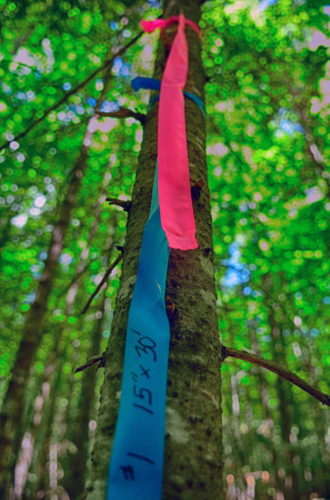 Tape marks trees in the Jamies Pond Wildlife Management Area in Hallowell.