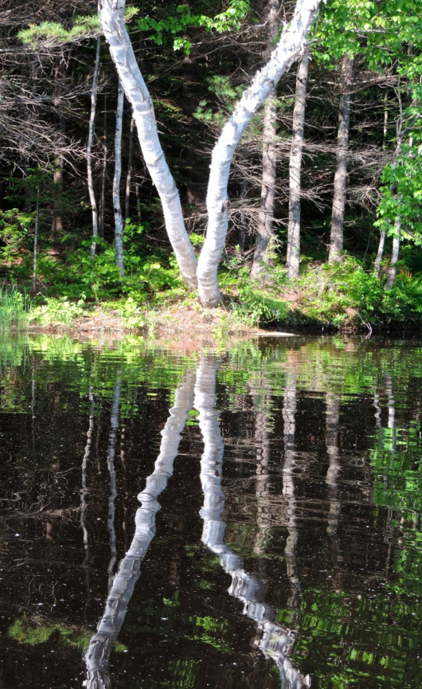Mirror images of trees in the water are a nice reflection on all who share responsibility for a cleaner Androscoggin, including the late Sen. Edmund S. Muskie, who crafted the Clean Water Act of 1972.