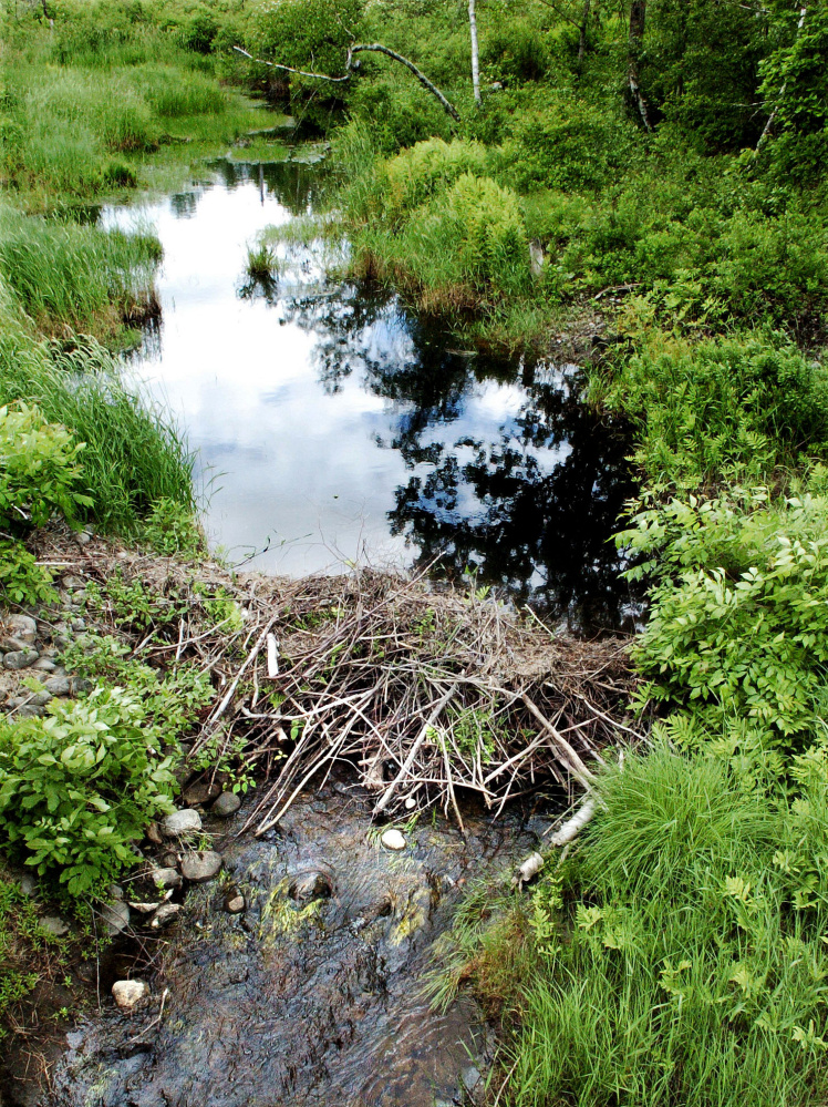 An active beaver dam on a stream that runs through the 150 acres of acquired land in Unity purchased by the Sebasticook Regional Land Trust. The property is adjacent to other land owned by the organization. 