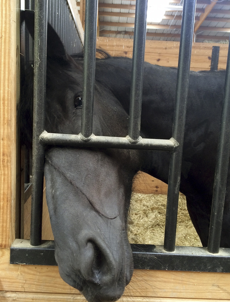 Francisca, a Friesian horse, tries to sniff a visitor at the Connecticut Department of Agriculture's large animal rehabilitation center at York Correctional Center in Niantic, Conn. She is one of the horses seized in February as part of an animal-cruelty investigation.