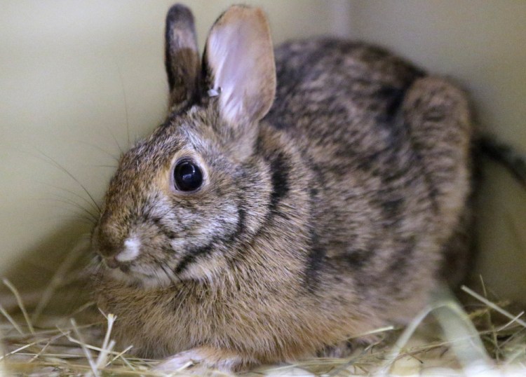 New England cottontail rabbits look like the eastern cottontail.