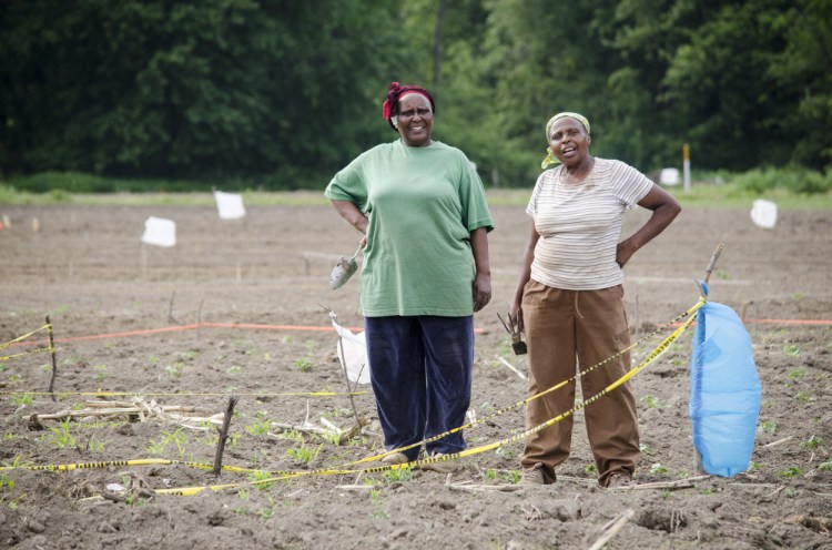 Mary Kinyua and Josephine Kihu, both from Kenya, work on their crops at Flats Mentor Farm, run by World Farmers in Lancaster, Mass.